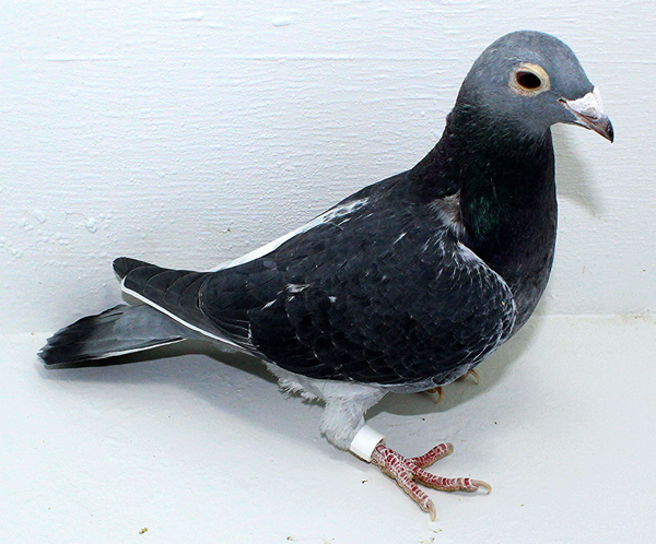 Band: AU 41451 AA 2025